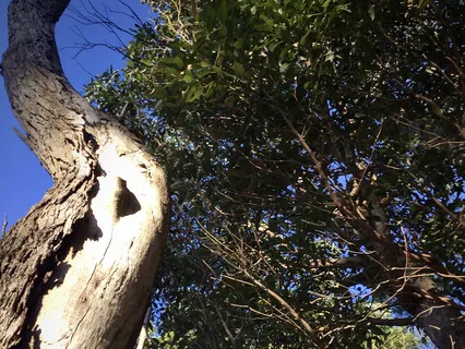 Merry Afternoon (Extended)