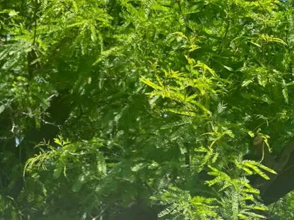 Mesquite Tree Of Life Meditation