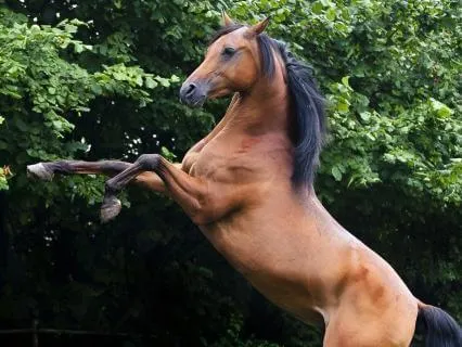 Message From The Fire Horse On Igniting Your Own Spark