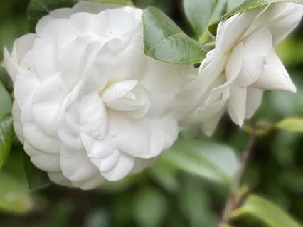 Message From The Guides - Undiluted Authenticity