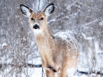 Message From Your Power Animal