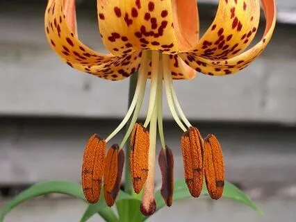 Messages – A Soulful A Cappella Offering