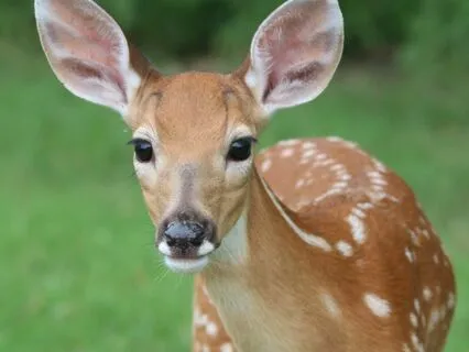 Messages From A Deer