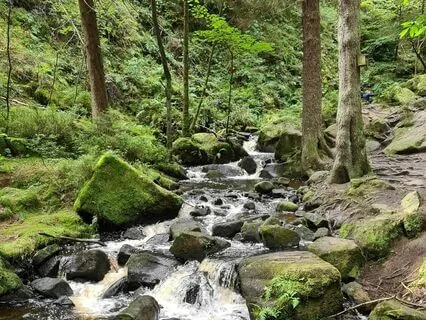 Messages From A Flooded Forest