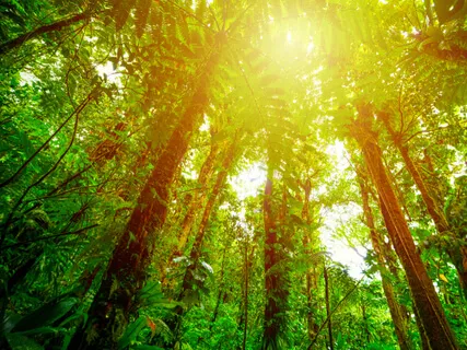 Messages From The Forest