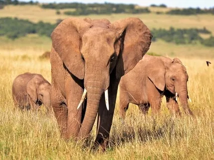 Messages From Your Animal Spirit Guide