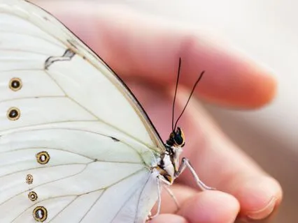 Metamorphosis - A Transformative Healing Meditation