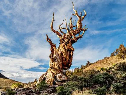 Methuselah The Wise Tree – Talk & Poem