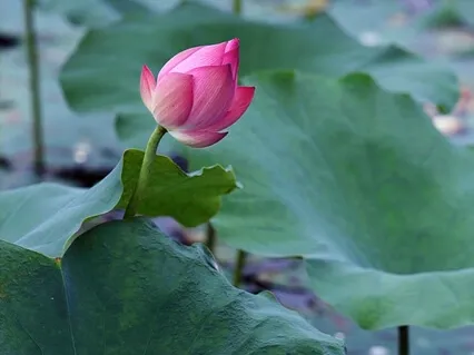 Metta: A Deep, Loving, Friendliness Practice