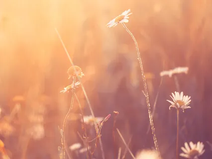 Metta - A Meditation On Loving-Kindness - The First Of The Four Immeasurables