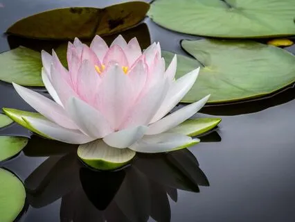 Metta, A Prayer Of Loving Kindness