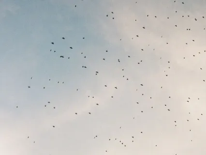 Metta / Compassion Meditation