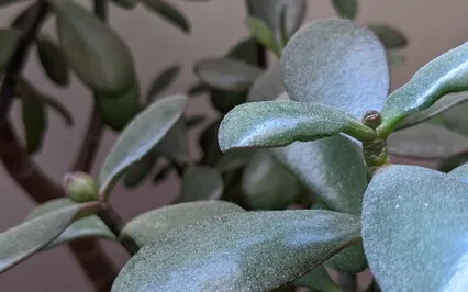 Mettā - Directing Goodwill To Six Recipients