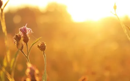 Metta For Self And Past Self