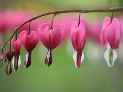 Metta: Infinite Loving-kindness