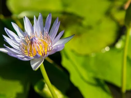 Metta - Inner Journey To Your Heart