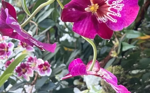 Metta Loving Kindness 