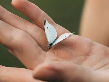 Metta Loving-Kindness Cultivate Compassion Inner Peace