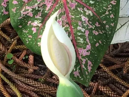 Metta Loving Kindness Friend Caring Meditation Practice