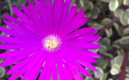 Metta Loving Kindness Friendliness Caring Anukampa Practice