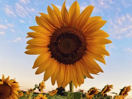 Metta (Loving Kindness) Magic