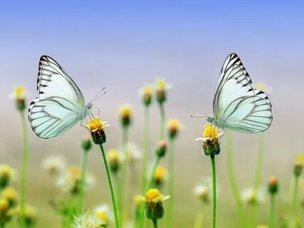 Metta (Loving Kindness) Meditation