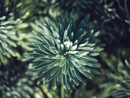 Compassion meditation