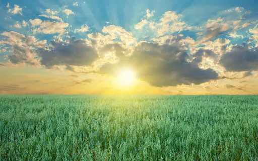 Metta Loving Kindness Meditation 