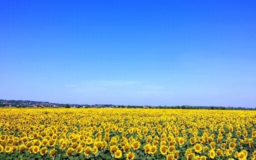 Metta Loving Kindness Meditation For Ukraine