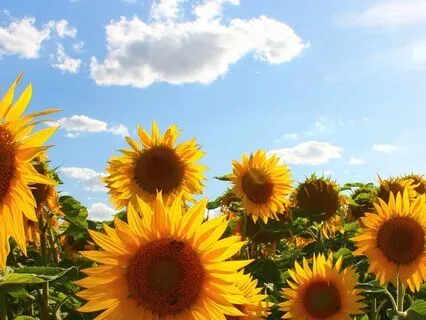 Metta Loving Kindness Meditation On Your Spiritual Community