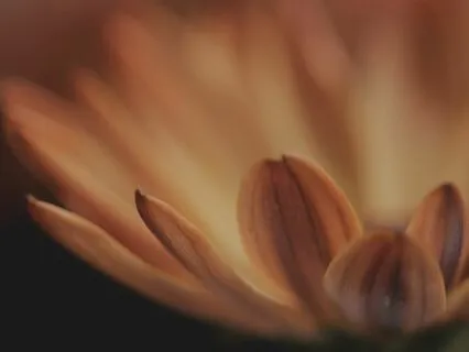 Metta / Loving-Kindness Meditation