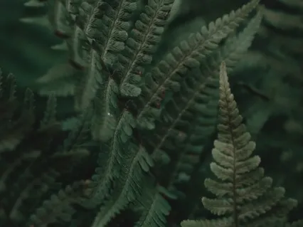 Metta - Loving Kindness To The Whole World