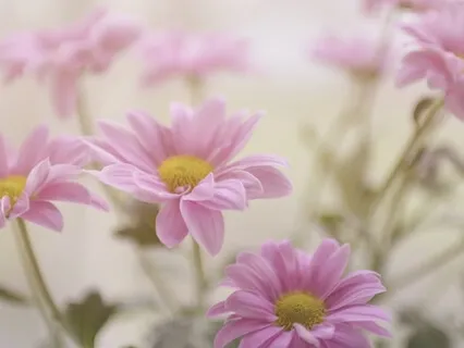 Metta (Loving-Kindness) Practice With CPR (Compassion, Pain, Response) 