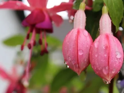 Metta (Loving-Kindness) Meditation