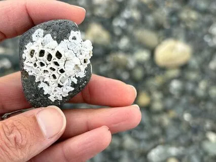 Metta (Lovingkindness) Meditation