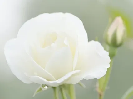 Metta-meditaatio 8 min. 