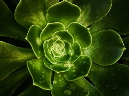 Radiating Love & Kindness