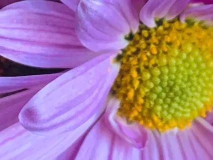 Metta Meditation: Compassion For Self And Others