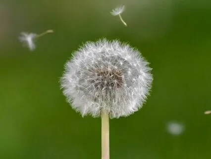 Metta Meditation For Aligning Your Emotions