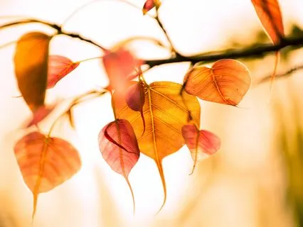 Metta Meditation For Cultivating Love And Kindness