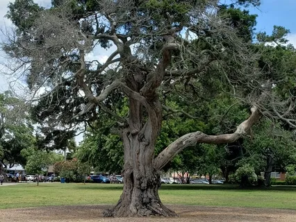 Metta Meditation For The Heart