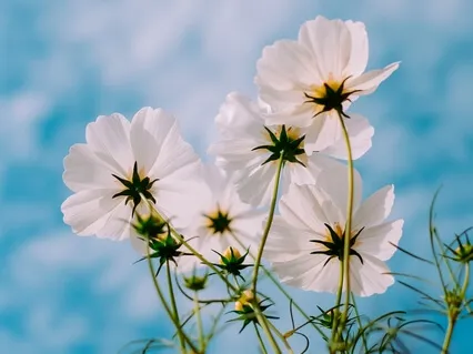 Metta Meditation: Generating Loving Kindness