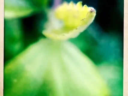 Metta Meditation Loving-Kindness