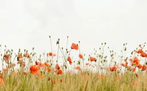 Metta Meditation Loving Kindness