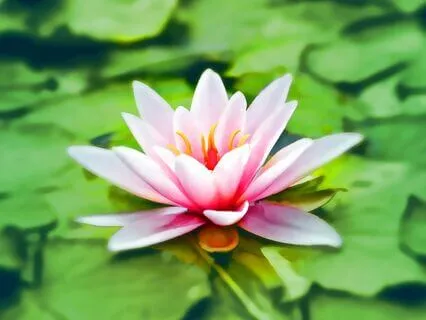 Metta Meditation – Loving-Kindness For All Beings