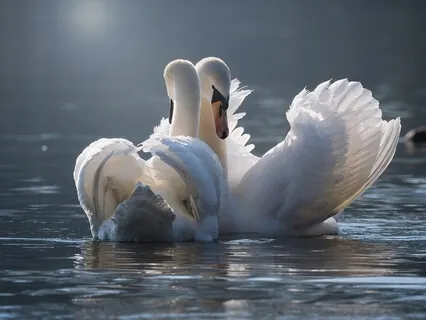 Metta Practice - Loving Kindness For Your Partner