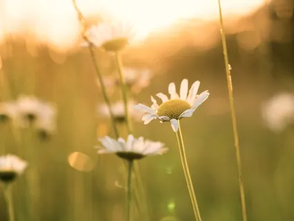 Metta Meditation (Loving Kindness)