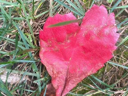 Metta Meditation To Cultivate Loving-Kindness