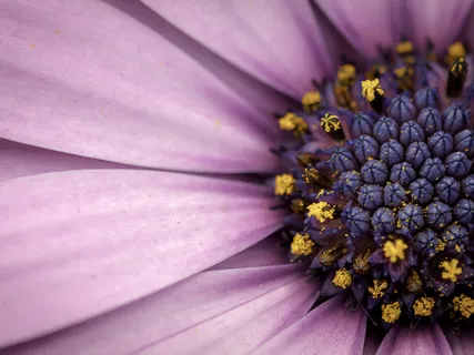 (Metta) Loving-Kindness As A Spacious And Divine Abode