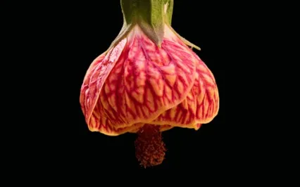 Metta Or Loving-Kindness Meditation